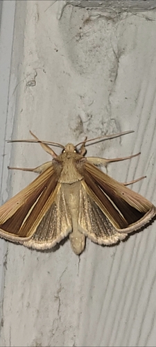 White-streaked Looper Moth photo 5