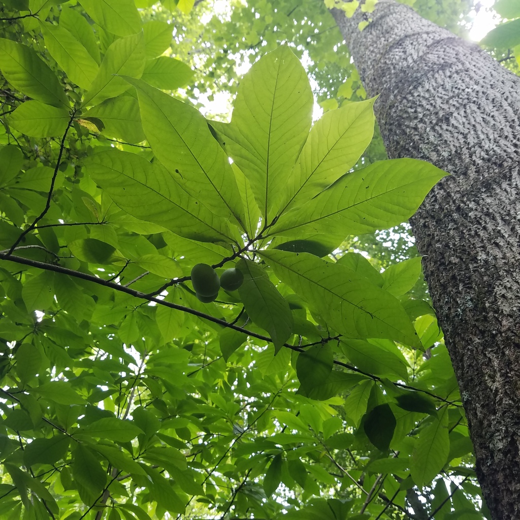 common pawpaw from Anne Arundel County, MD, USA on July 5, 2023 at 01: ...