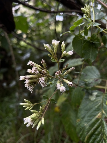 Chromolaena bullata (Chromolaena bullata)
