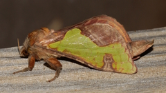 Aenetus moorei