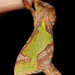 Tasmanian Splendid Ghost Moth - Photo (c) Alan Melville, some rights reserved (CC BY-NC-ND), uploaded by Alan Melville