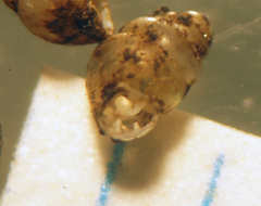 Gastrocopta pentodon