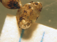 Gastrocopta pentodon