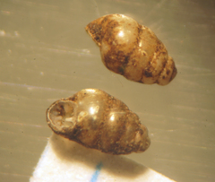 Gastrocopta pentodon