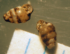 Gastrocopta pentodon