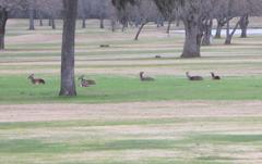 Odocoileus virginianus