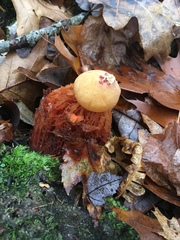 Calostoma cinnabarinum