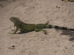 Iguana iguana