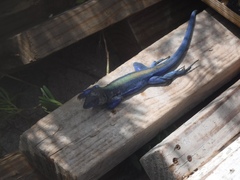 Cnemidophorus espeuti