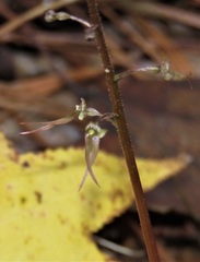 Neottia bifolia