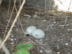 Coragyps atratus