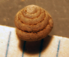 Euconulus