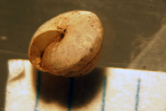 Euconulus