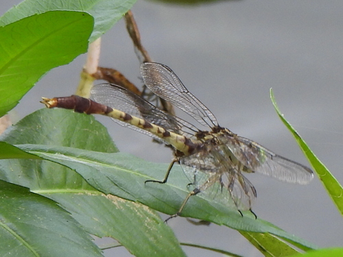 Jade Clubtail photo 5