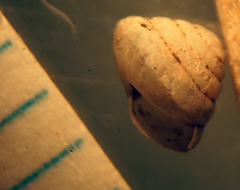 Euconulus