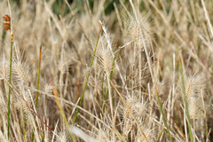 Hordeum marinum