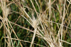 Hordeum marinum
