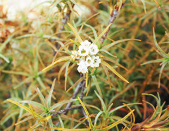 Dracophyllum recurvum