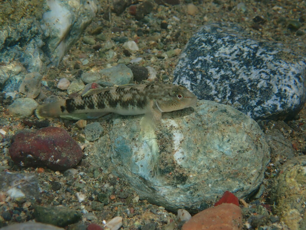 Lizard Goby