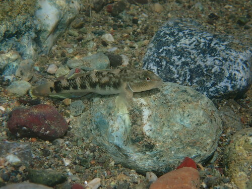 Philippine goby (Rhinogobius philippinus) — Gobiidae — 2