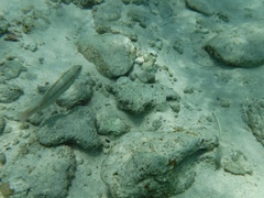 Halichoeres bivittatus