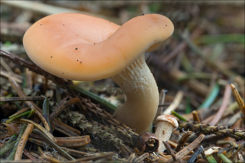 tawny funnel cap
