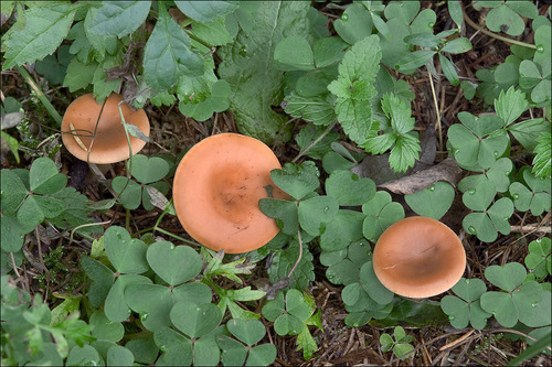 tawny funnel cap