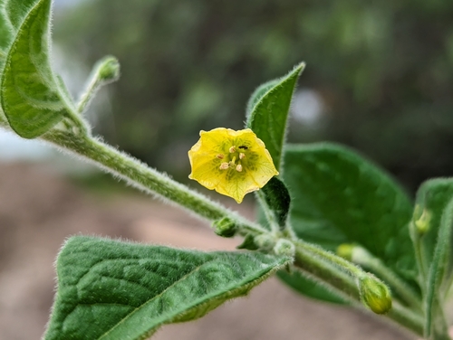 Capsicum rhomboideum (Capsicum rhomboideum)