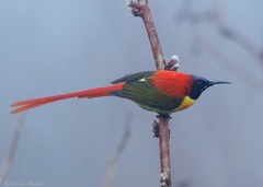 Fire-Tailed Sunbird photo 2