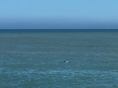 Cephalorhynchus hectori