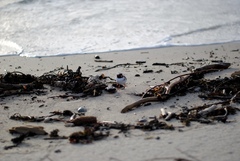 Thinornis novaeseelandiae