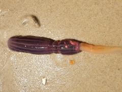 Image of Ochetostoma australiense