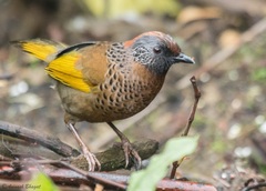 Chestnut-Crowned Laughingthrush photo 2