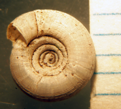 Helicodiscus eigenmanni