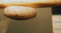Helicodiscus eigenmanni