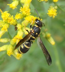 Parancistrocerus pedestris