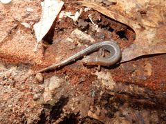 Plethodon dorsalis