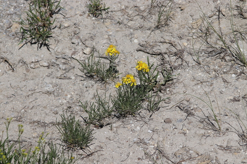 Hymenoxys richardsonii var. richardsonii