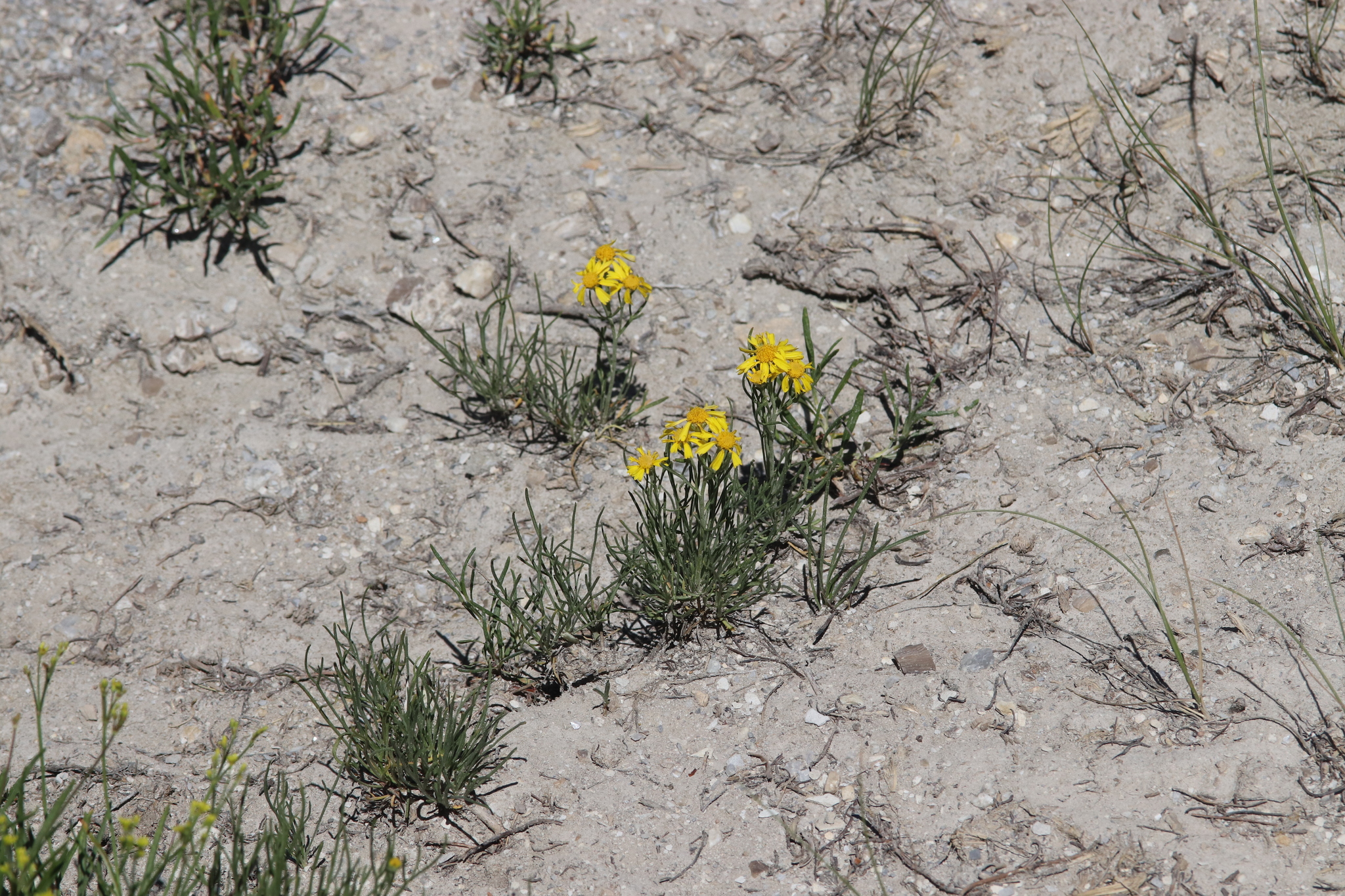 Hymenoxys richardsonii var. richardsonii