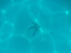 Dactylopterus volitans