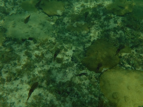 Sepioteuthis sepioidea