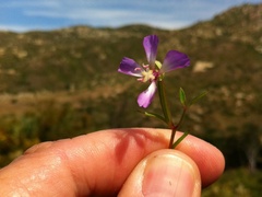 Clarkia delicata