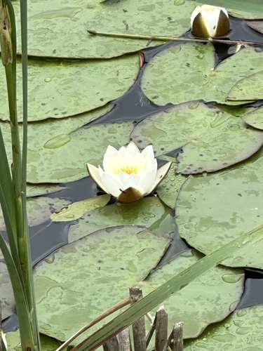 European White Waterlily (Nymphaea alba) · iNaturalist