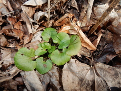 Ranunculus abortivus