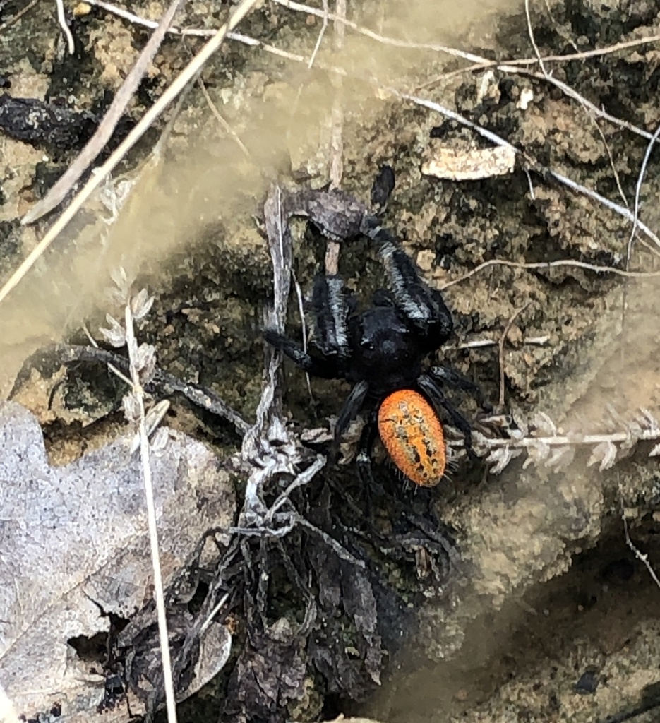 Phidippus Texanus From Alvord, Tx, Us On July 6, 2023 At 11:44 Am By 