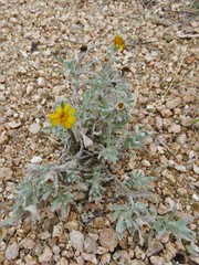 Thymophylla micropoides