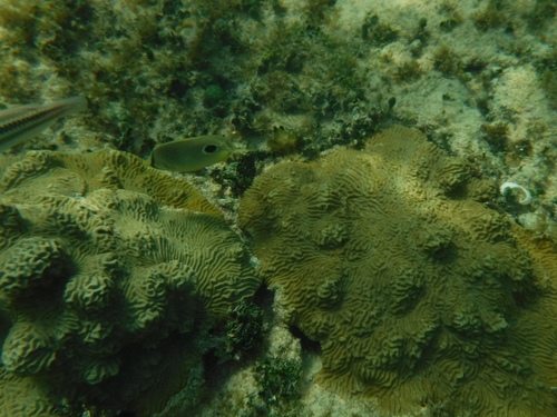 Chaetodon capistratus