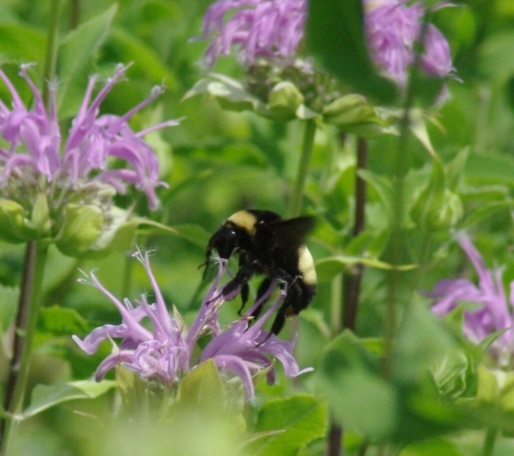 Black-and-gold Bumble Bee from Owatonna, MN, USA on July 6, 2023 at 12: