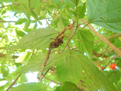 Melucha phyllocnemis