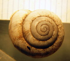 Praticolella berlandieriana